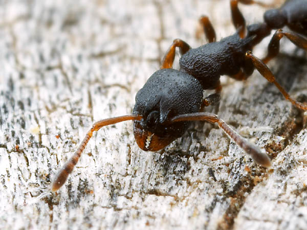 Leptothorax muscorum